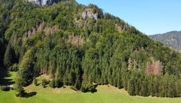             Waldgrundstücke in St. Gallen
    