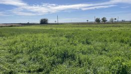             Exklusives Grundstück - Grüner Ausblick bis zum Neusiedlersee
    